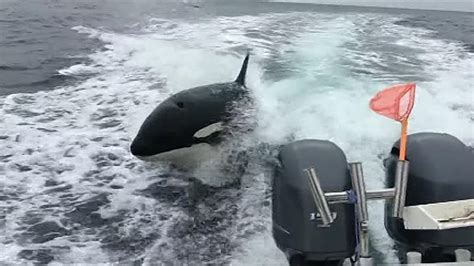 A 46-foot-whale is washed ashore on Monday, Feb. 12, 2024, on Sunset Beach State Park in Clatsop County, Ore. The whale had bite marks from orcas known …